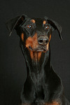 Dobermann / doberman pinscher