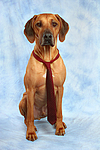 Rhodesian Ridgeback