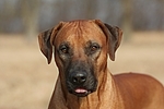 Rhodesian Ridgeback