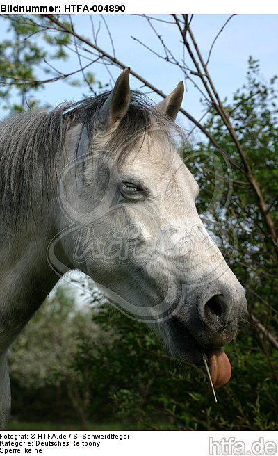 Deutsches Reitpony / pony / HTFA-004890