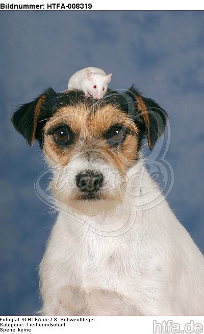 Parson Russell Terrier und Maus / dog and mouse / HTFA-008319