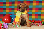 Rhodesian Ridgeback Welpe / rhodesian ridgeback puppy