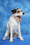 Parson Russell Terrier