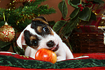 Parson Russell Terrier Welpe zu Weihnachten / PRT puppy at christmas