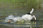 tauchender Parson Russell Terrier / diving PRT