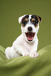 gähnender Parson Russell Terrier Welpe / yawning PRT puppy