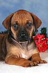 Rhodesian Ridgeback Welpe / rhodesian ridgeback puppy