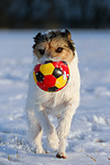 Parson Russell Terrier spielt im Schnee / prt playing in snow