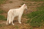 Hauskatze mit Maus / domestic cat with mouse