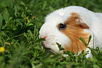 Crested Meerschwein / crested guninea pig