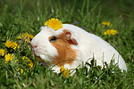 Crested Meerschwein / crested guninea pig