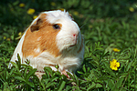 Crested Meerschwein / crested guninea pig