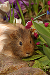 Sheltiemeerschwein / guninea pig