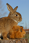 Meerschwein und Kaninchen / guninea pig and rabbit