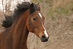 Deutsches Reitpony / pony