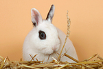 Zwergkaninchen / dwarf rabbit