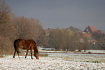 Deutsches Reitpony / pony