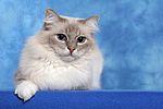 Heilige Birma / sacred birman