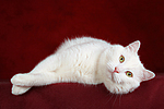 liegender weißer BKH-Mix / lying white domestic cat