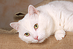 liegender weißer BKH-Mix / lying white domestic cat