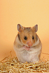 Goldhamster / golden hamster