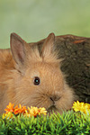 Löwenköpfchen / lion-headed bunny