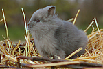 Löwenköpfchen / lion-headed bunny