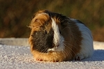 Meerschwein / guninea pig