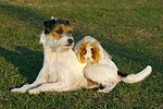 Parson Russell Terrier und Peruanermeerschwein / prt and guninea pig