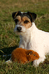 Parson Russell Terrier und Rexmeerschwein / prt and guninea pig