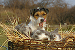 Parson Russell Terrier und Widderkaninchen / prt and lop-eared bunnies