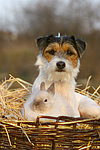 Parson Russell Terrier und Angorakaninchen / prt and bunny