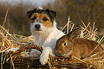 Parson Russell Terrier und Widderkaninchen / prt and bunny