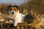 Parson Russell Terrier und Widderkaninchen / prt and bunny