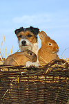 Parson Russell Terrier und Zwergkaninchen / prt and dwarf rabbits