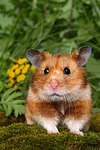 Goldhamster / golden hamster