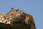 Farbratte / rat