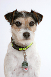 Parson Russell Terrier