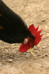 Vorwerkhuhn Hahn Portrait / cock portrait