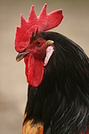 Vorwerkhuhn Hahn Portrait / cock portrait