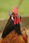 Vorwerkhuhn Hahn Portrait / cock portrait