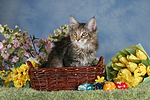 junge Maine Coon / young maine coon