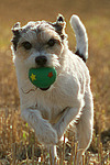 spielender Parson Russell Terrier / playing PRT