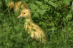 junge Warzenente / young muscovy duck