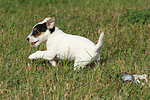 rennender Parson Russell Terrier Welpe / running PRT puppy