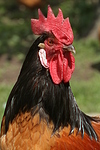 Vorwerkhuhn Hahn Portrait / cock portrait