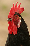 Vorwerkhuhn Hahn Portrait / cock portrait