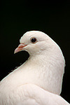 Pfautaube Portrait / fantail pigeon portrait