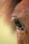 Deutsches Reitpony Auge / pony eye