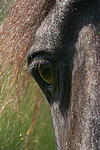 Friese Auge / friesian horse eye
